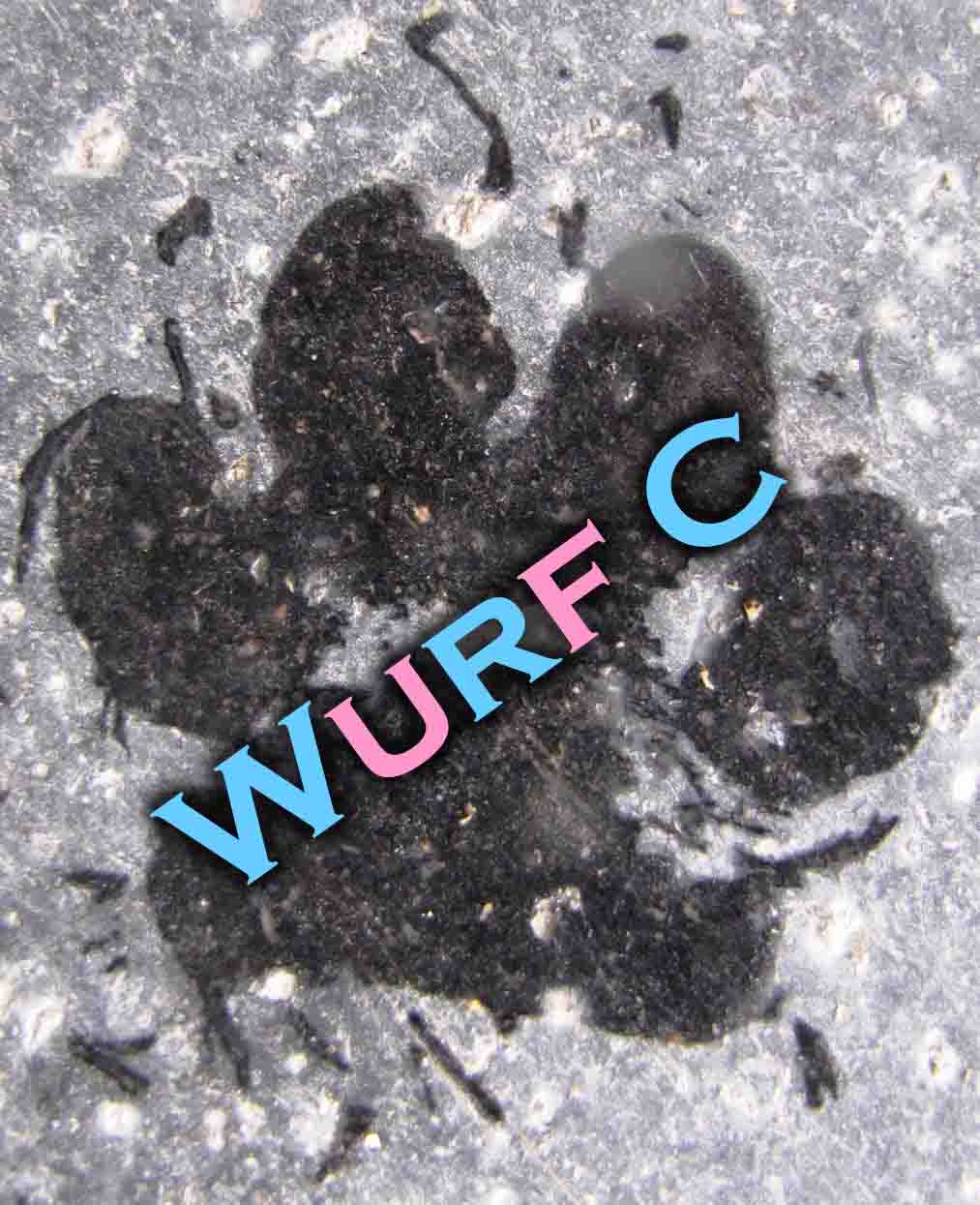 Wurf C